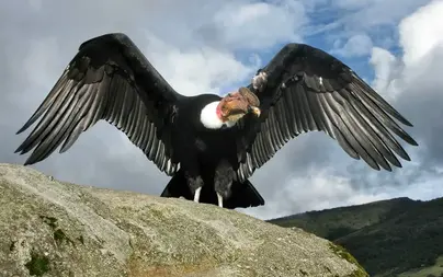 Самая большая летающая птица