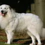 Пиренейская собака