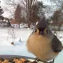 Птицы Зимой Кормления С Рук