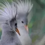 Птица кагу