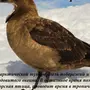 Птицы Северного Полюса И Название