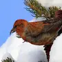 Клесты Птицы Зимой С Птенцами