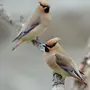 Красивые птицы россии и названия
