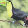 Тукан птица рисунок