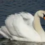 Категория Лебедь