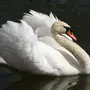 Категория Лебедь