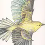 Рисунок птица чиж