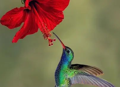 Картинки птица колибри