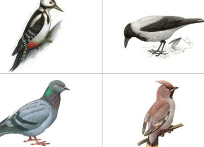 Разрезные картинки зимующие птицы