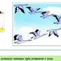 Птицы весной картинки для детского сада
