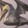 Рисунок птица пеликан