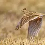 Жаворонок перелетная птица