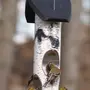 Кормушка для птиц на дереве