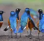 Птицы африки с названиями