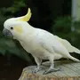 Попугай птицы