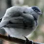 Черноголовка птица