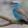 Птица сизоворонка