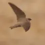 Птицы египта