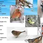 Птицы Волгоградской Области Зимующие С Названиями