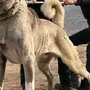 Среднеазиатская овчарка взрослой собаки