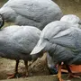 Цесарка птицы домашняя