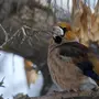 Птицы омской области зимующие и названия