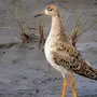 Птица турухтан