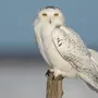 Белая сова птицы
