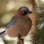 Птицы нижегородской области зимой