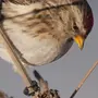 Птицы курганской области с названиями