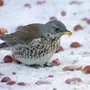 Птицы ленинградской области и названия зимующие