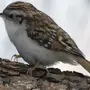 Пищуха птица