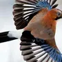 Голубая сойка птица