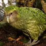 Птицы Новой Зеландии