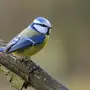 Синица лазоревка птица