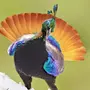 Монал птица