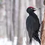 Черный Дятел Птицы