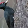 Черный дятел птицы