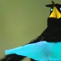 Птицы которая поглощает 100 света