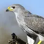 Хищные Птицы Тамбовской Области