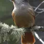 Птица ронжа как выглядит