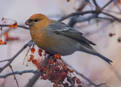 Птицы новосибирской области зимой и название