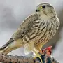 Хищные птицы волгоградской области