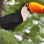 Птицы бразилии