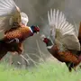 Фазан птицы самка