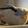 Пыжик птица