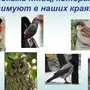 Зимующие Птицы Ставропольского Края