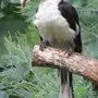 Птицы саванны