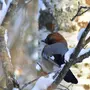 Сойки птицы крупным планом зимой