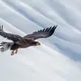 Птица в полете